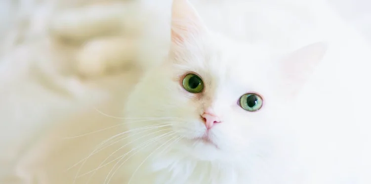 Poldo, il gatto più bello del mondo